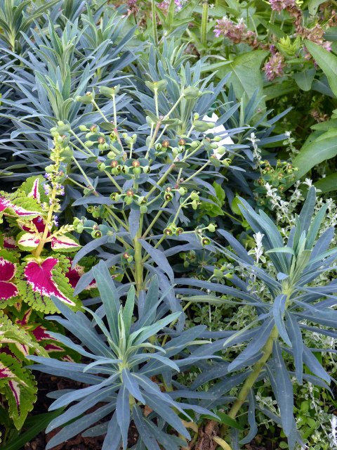 Euphorbia characias 'Blue Wonder'